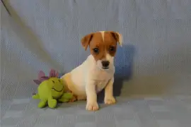 Sublime Chiot Jack Russell Femelle, Ovidiu