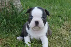 Adorable Chiot Boston Terrier , Quebec