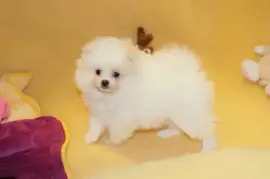 Adorable Chiot Spitz poméranien