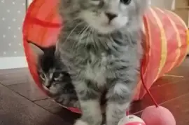 2 chaton Mâle et Femelle Maine Coon LOOF, Cotonou