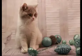 Chaton British Shorthair mâle et femelle, Cotonou