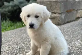 Magnifique chiot Golden Retriever Femelle., Québec