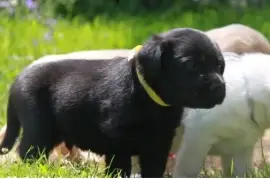 Sublime Chiot Labrador Femelle, Drummondville