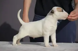 Chiot Bull Terrier, Montreal