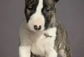 Chiot Bull Terrier, Montreal