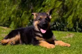 Jolie petits chiots Berger Allemand, Winnipeg