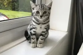 Magnifiques chatons british shorthair, Quebec City