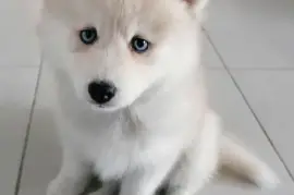 Mignone Chiot Pomsky femelle., Montréal