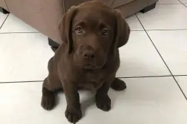 Adorable chiot Labrador femelle., Québec