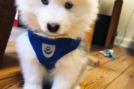 Adorable Chiot Pomsky femelle., Québec