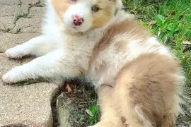 Très Belle Chiot Berger Australien Rouge merle, Québec