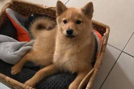 Magnifique Chiot Spitz Finlandais., Cotonou