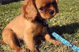 Très belle femelle Cavalier King Charles, Québec, QC, Canada
