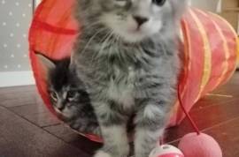 2 chaton Mâle et Femelle Maine Coon LOOF, Montréal