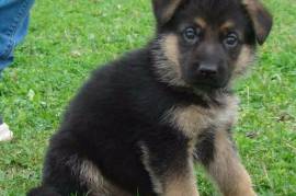 Chiot Berger Allemand FEMELLE Non LOF, Montréal