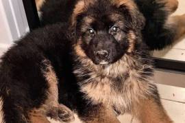 Jolie chiot Berger Allemand femelle de trois mois, Québec