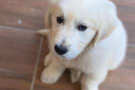 Magnifique chiot Golden Retriever Femelle., Québec