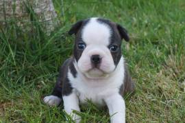 Chiot Boston Terrier, Montreal