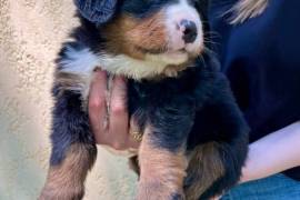 Chiot Bouvier Bernois, Trois Pistoles