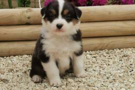 Chiot Berger Australien, Drummondville