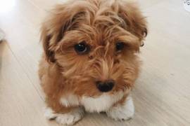 Très jolie Chiot Bichon Havanais femelle, Cotonou