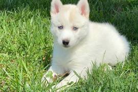 Mignonne Chiot Husky Sibérien Femelle, Quebec City