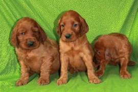  chiot de type SETTER IRLANDAIS FEMELLE    , Quebec City