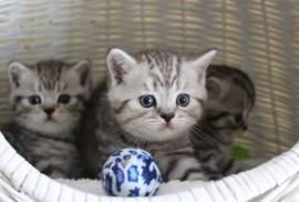 Chatons British Shorthair Kittens, Montreal
