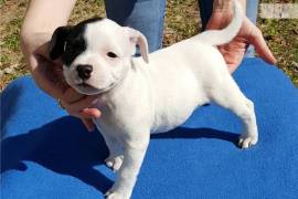 Adorable chiot mâle Staffordshire Bull Terrier, Toronto