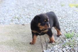 Chiot type Rottweiler femelle, Toronto