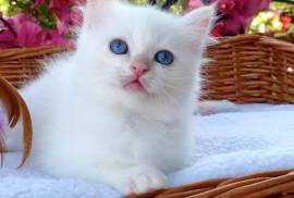 Chaton type persan femelle, Toronto