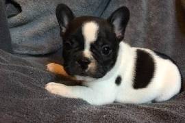 Chiot Bouledogue Français femelle non lof, Montréal