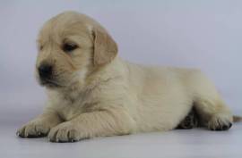 Chiot Golden Retriever femelle, Montréal