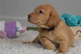 Très bèl chiot Labrador Retriever femelle, Toronto
