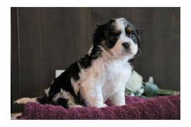 Adorable femelle Cavalier King Charles Spaniel, Toronto