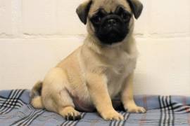 Adorable Chiot Femelle Carlin, Toronto