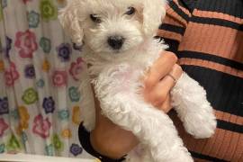 Ma très belle Chiot Caniche Toy femelle., Québec