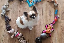 Très belle Chiot Chihuahua femelle de long Poil , Québec