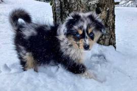 Belle chiot Berger Australien Bleu merle Femelle, Cotonou