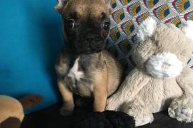 Mignone Chiot Bouledogue Français femelle., Montréal