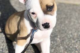 Mignone Chiot American Staffordshire Terrier , Montréal