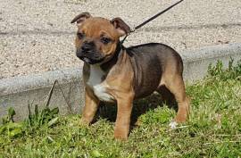 Chiot Staffordshire Bull Terrier, Hamilton