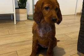 Très fidèle chiot Setter Irlandais femelle , Montréal