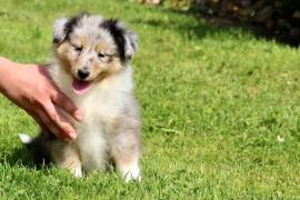  Admirable chiot Berger des Shetland femelle, Montréal