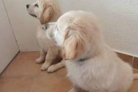 Chiot Golden Retriever , Saint-Hyacinthe