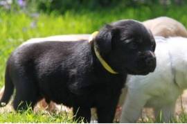 Chiot Labrador, Richelieu