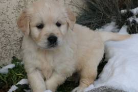 Chiot Golden Retriever , Saint-Hyacinthe
