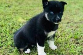 Mignonne Chiot Husky Sibérien Femelle, Cotonou
