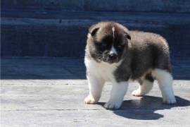 Chiot Akita Inu mâle portée de 3, quebec