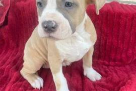 chiot American Staffordshire Terrier Femelle, Quebec City